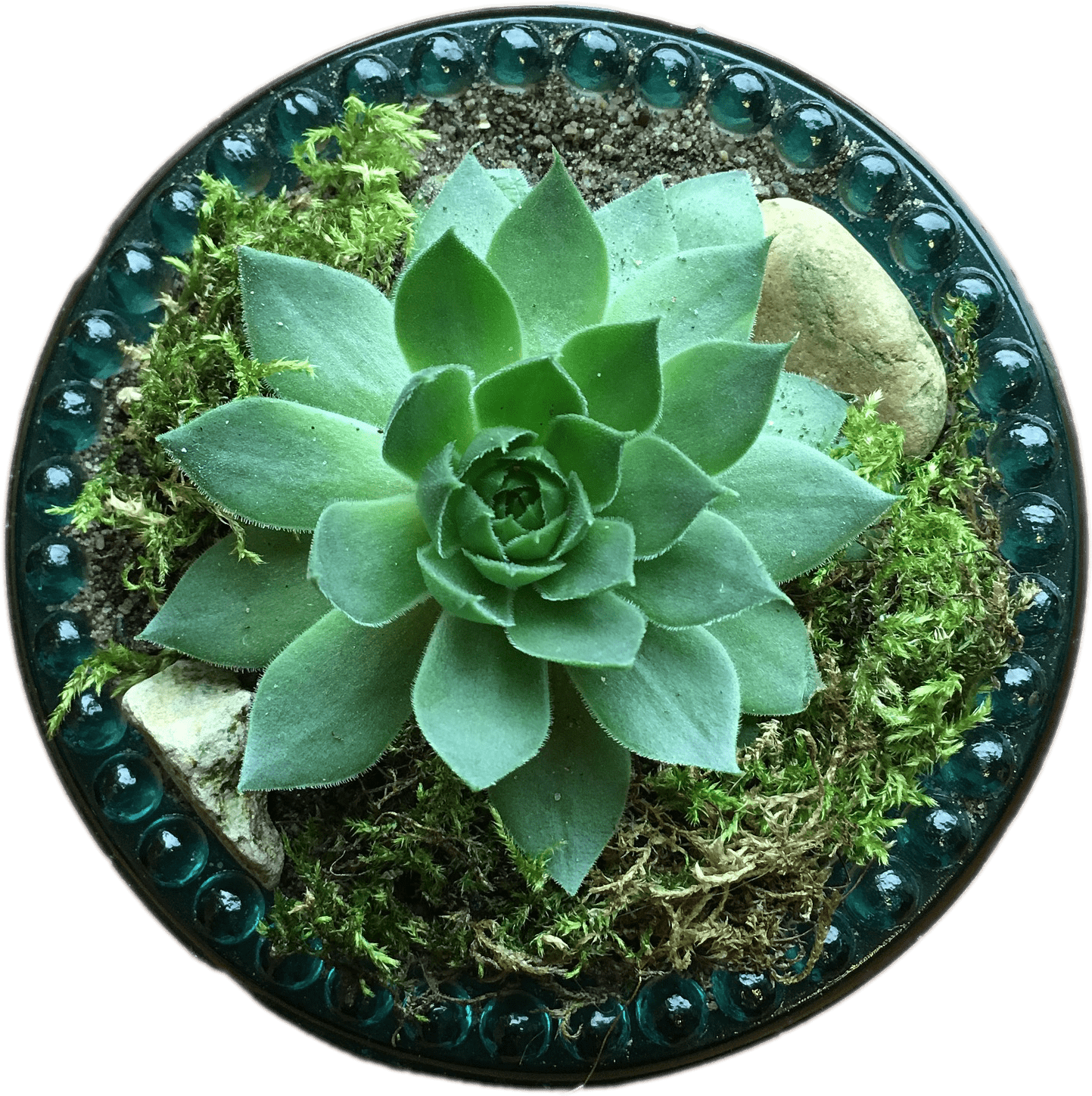 Nature - Succulent Plant Clipart (1920x1920), Png Download