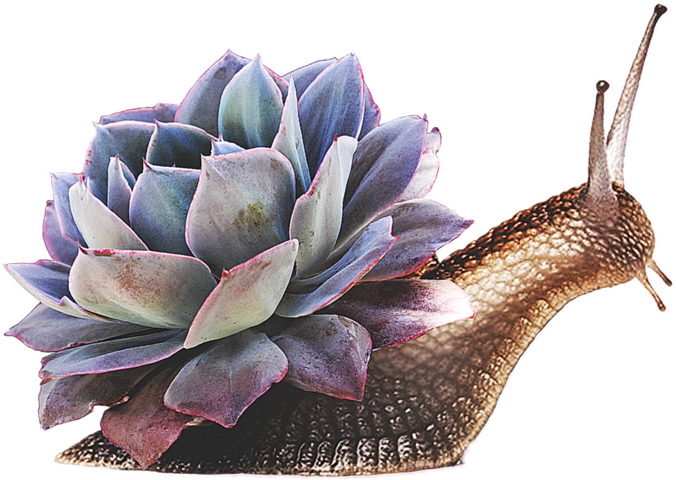 Snail Sticker - Snail Clipart (1024x1024), Png Download