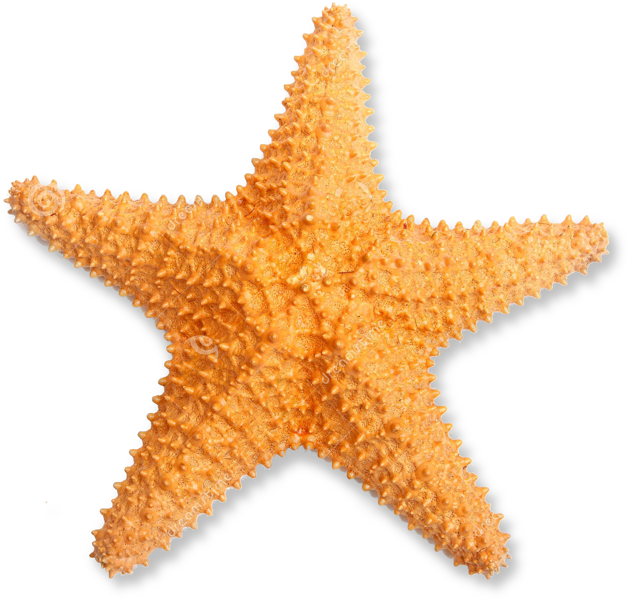 Starfish Png Pluspng - Estrella De Mar De La Sirenita Clipart (1300x1390), Png Download