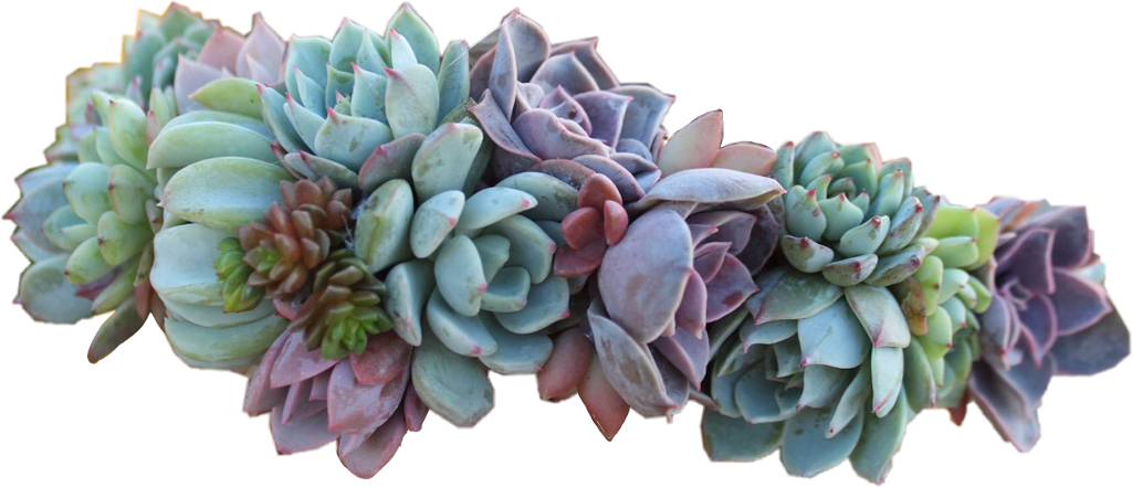 Succulent Sticker - Succulent Crown Clipart (1024x441), Png Download