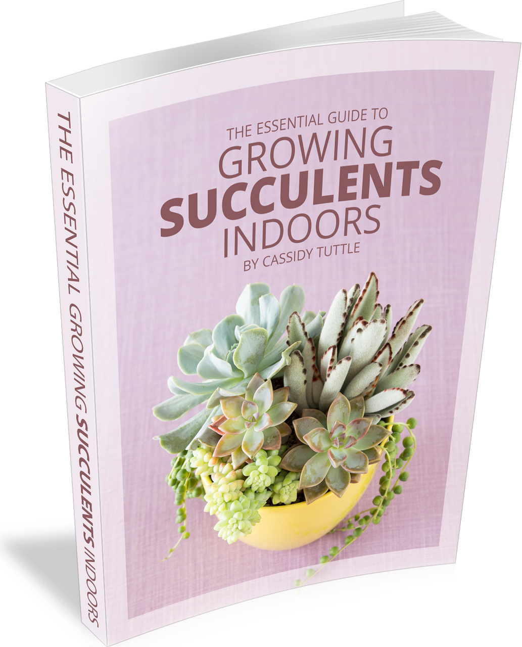 The Essential Guide To Growing Succulents Indoors - Succulent Plant Clipart (1033x1280), Png Download