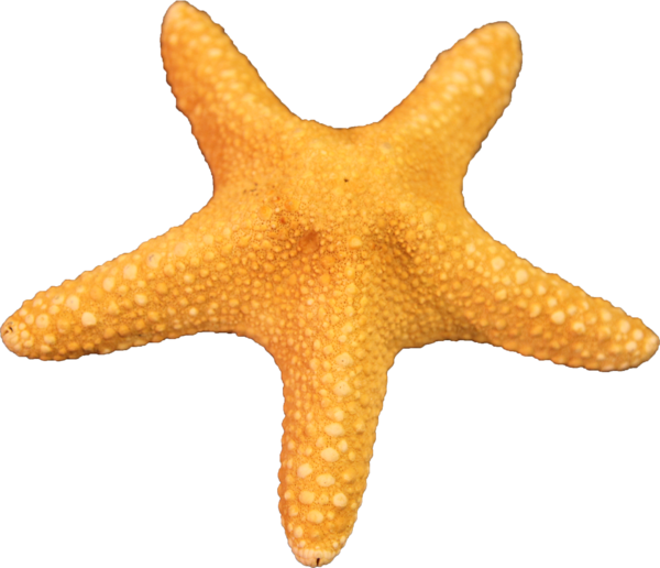 Free Download Starfish Png Images - Starfish Transparent Clipart (600x516), Png Download