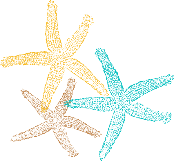 Sea Star Png Pic - Png Seastar Clipart (600x558), Png Download