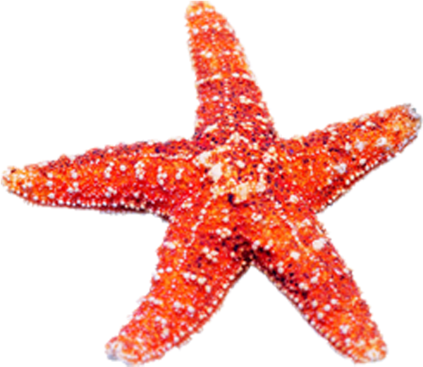 Banner Royalty Free Download Beach Transparent Starfish - Echinoderm Png Clipart (1382x893), Png Download