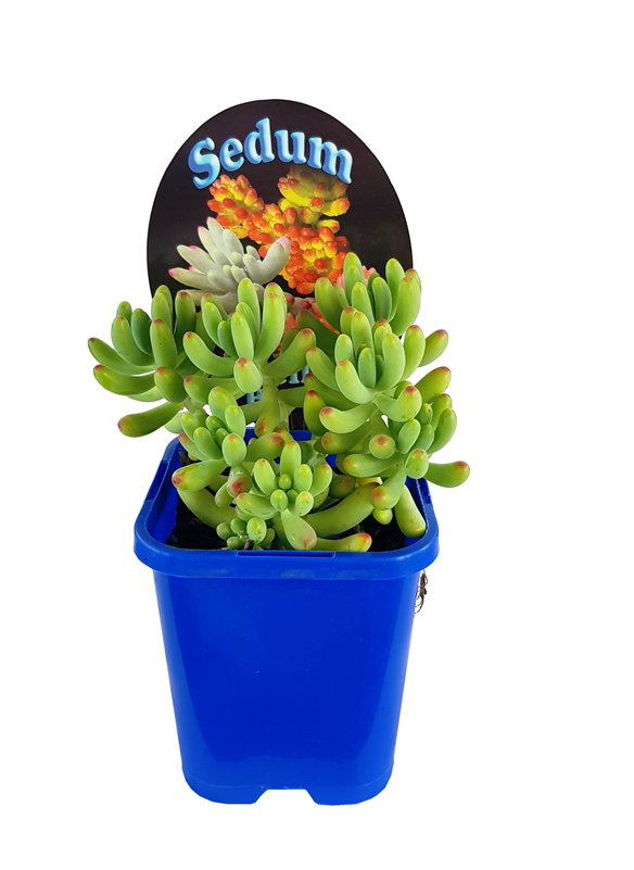 10cm Landscaper's Choice Succulents - Flowerpot Clipart (800x800), Png Download