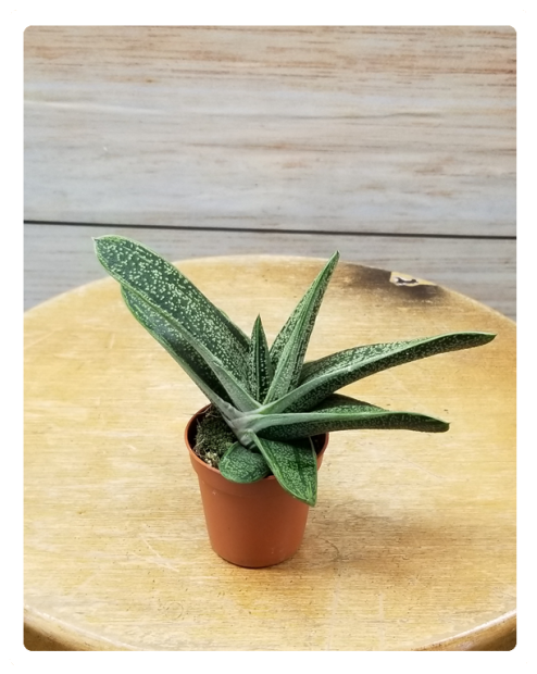 Mini Succulent 3" Potted Plant Variety - Flowerpot Clipart (524x640), Png Download