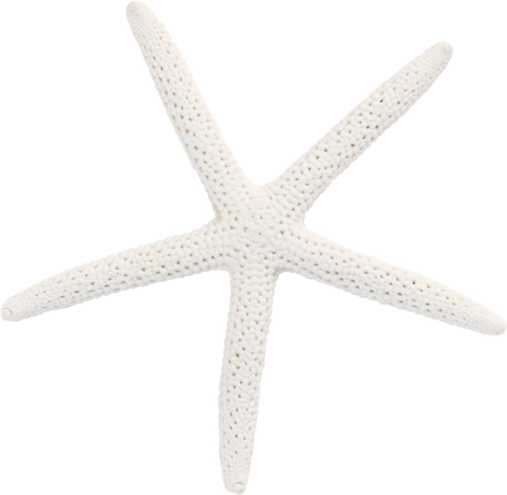 1024 X 998 7 - Starfish Clipart (1024x998), Png Download