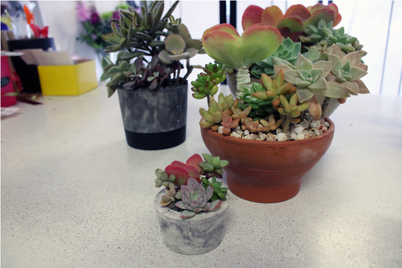 Succulent Pots - Flowerpot Clipart (800x800), Png Download