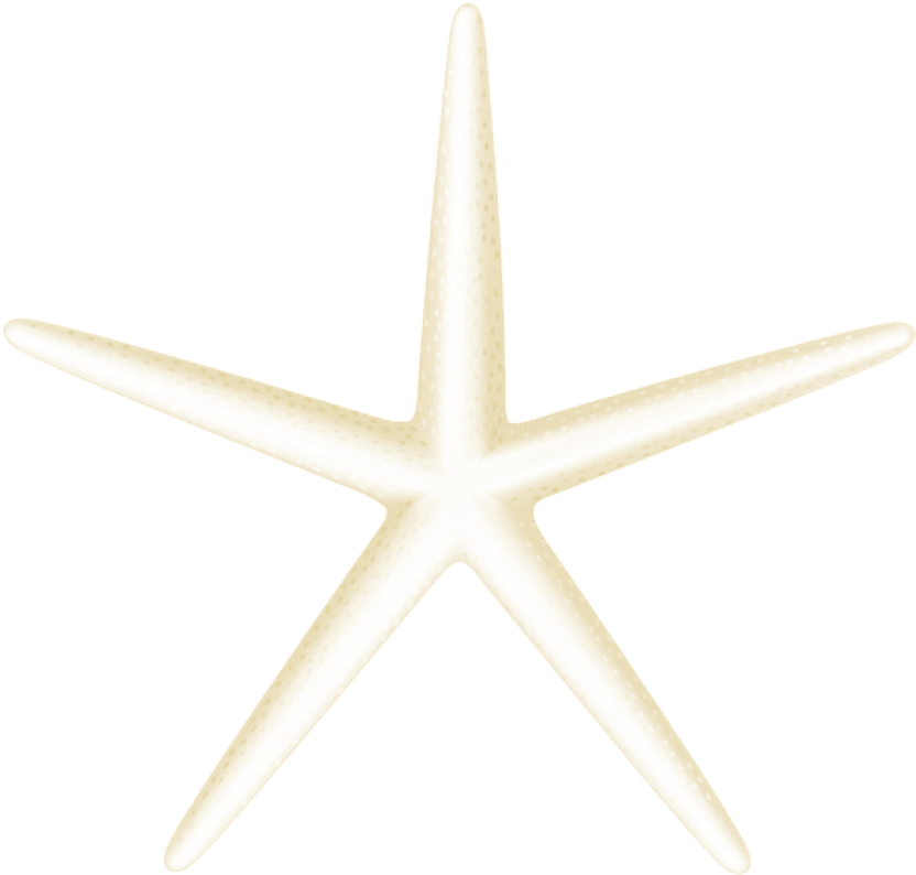 Free Png Download Starfish Transparent Clipart Png - Starfish (850x804), Png Download