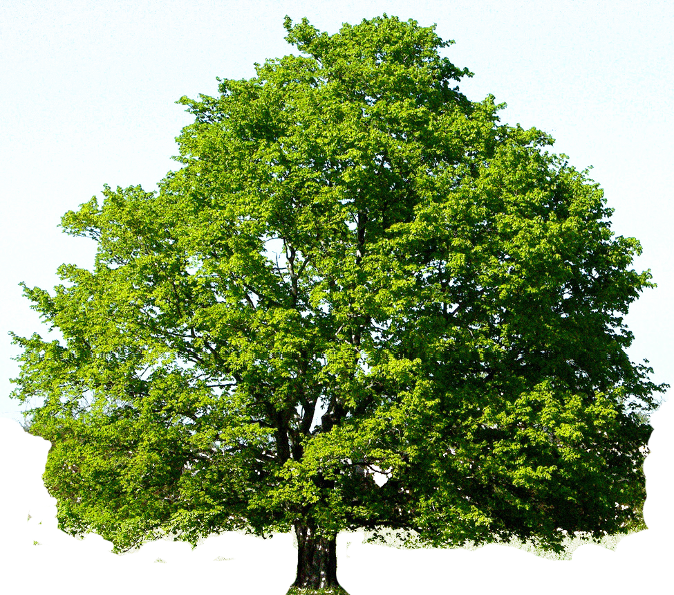Oak Tree Png Photo - Red Maple Tree Green Clipart (975x860), Png Download