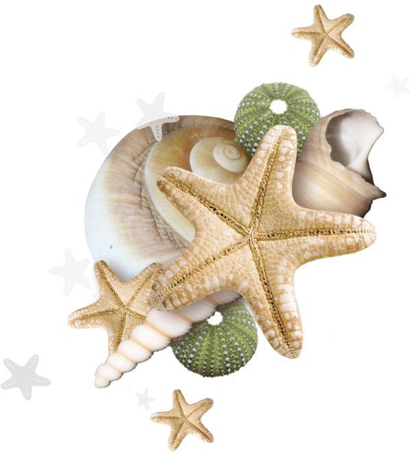 Beach 2017 - صور خلفيات نجم البحر Clipart (600x660), Png Download