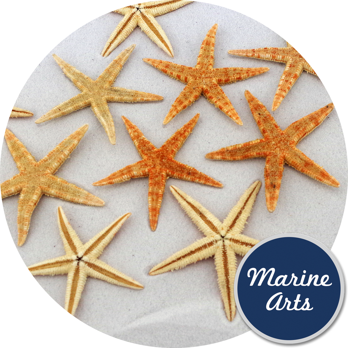 Starfish Clipart (1200x1200), Png Download