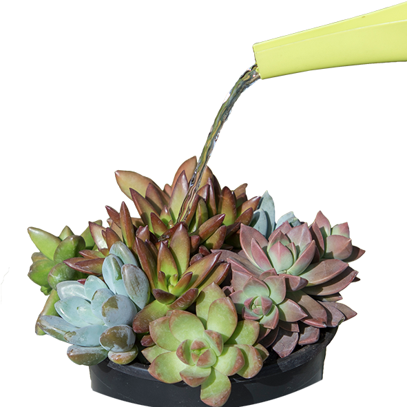 You Will Learn A Lot About Your Succulents And What - Flowerpot Clipart (600x600), Png Download