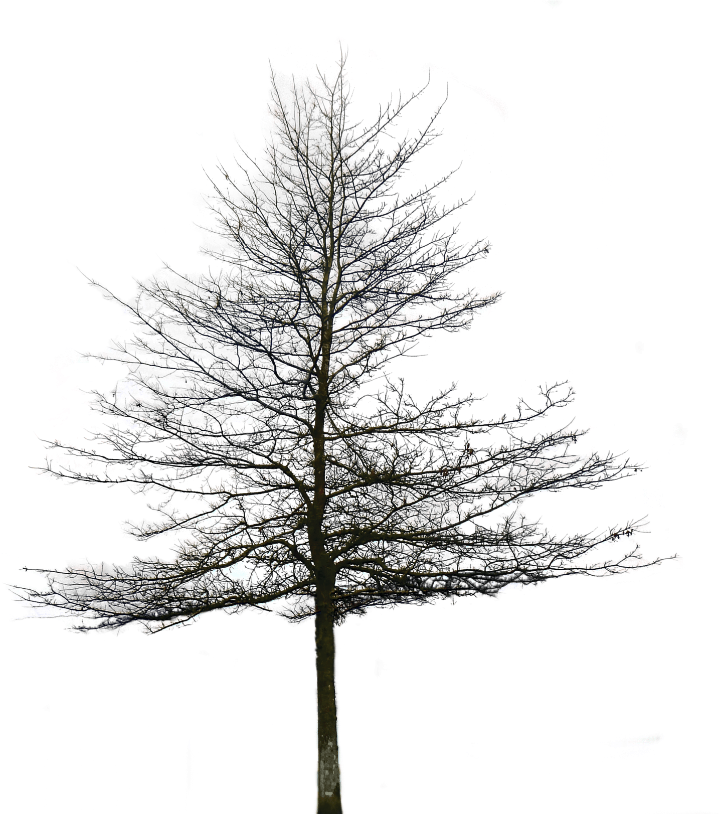 Oak Tree Png Image Clipart (1434x1623), Png Download