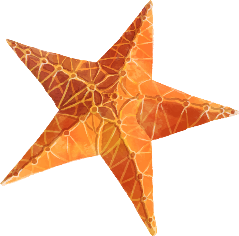 Starfish Png Transparent Free Images - Starfish Clipart (839x827), Png Download