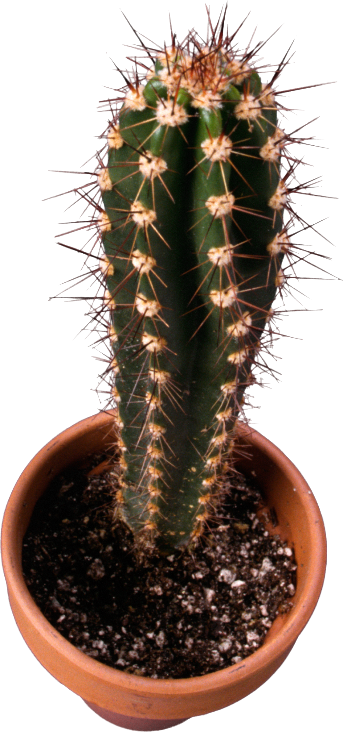 Icon Pictures And Transparent Background - Cactus Clipart (600x1278), Png Download