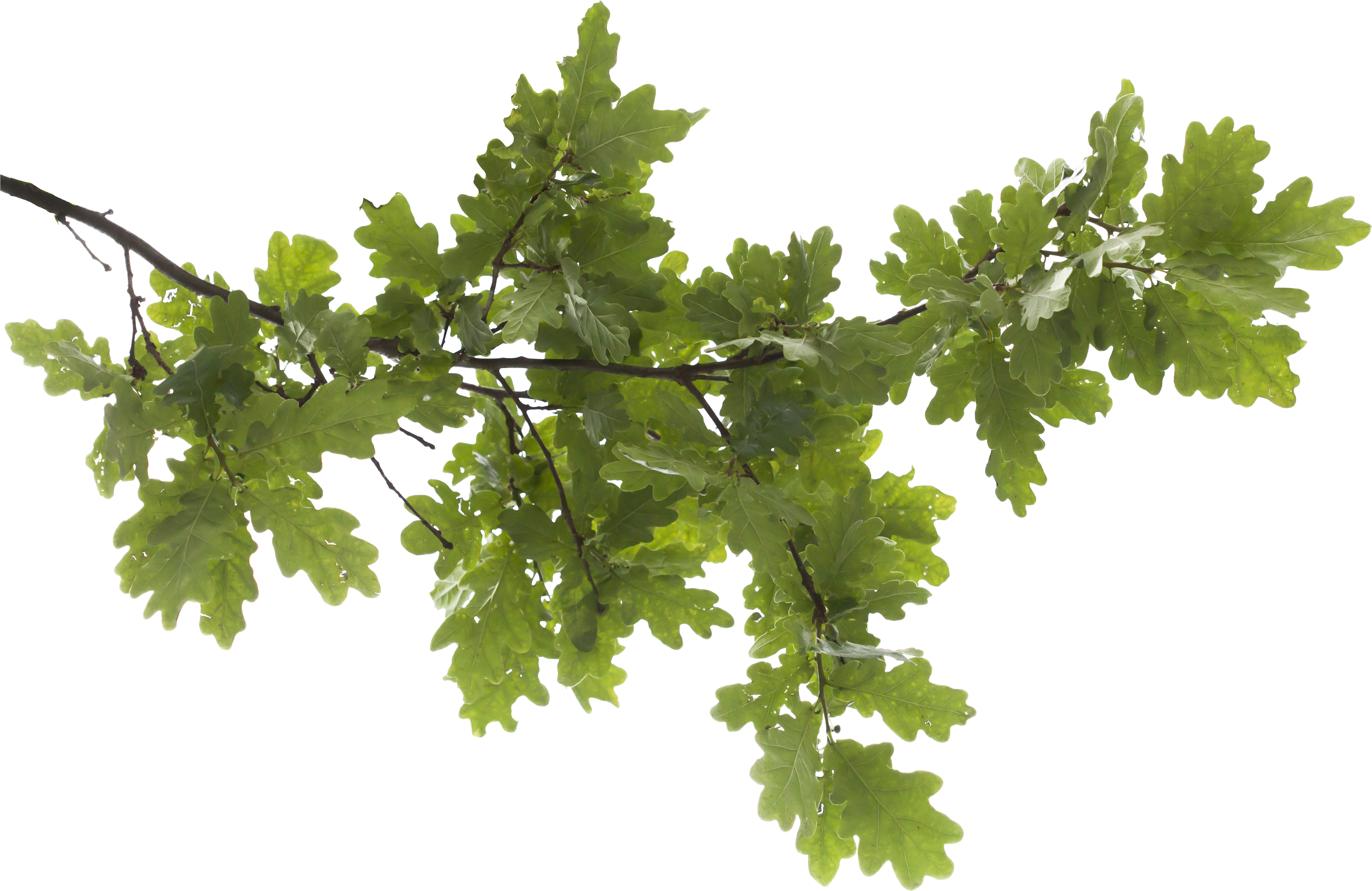 Icon Oak Tree - Transparent Tree Branches Png Clipart (5616x3744), Png Download