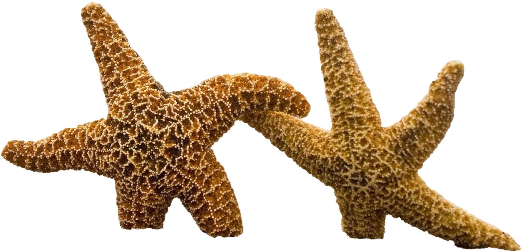 Cutout - Best Fish Desktop Background Clipart (2560x1440), Png Download