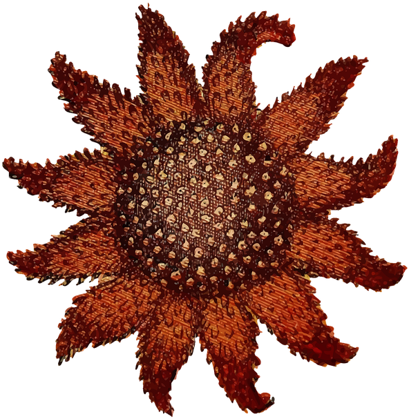 Starfish Png 18, Buy Clip Art - Sunflower Sea Star Transparent Png (592x607), Png Download