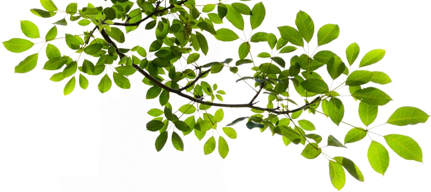 Image Branch Transparent Animal Jam Clans Wiki - Transparent Background Tree Branch Clipart (846x378), Png Download