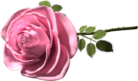 A Good Old Memory - Garden Roses Clipart (587x584), Png Download