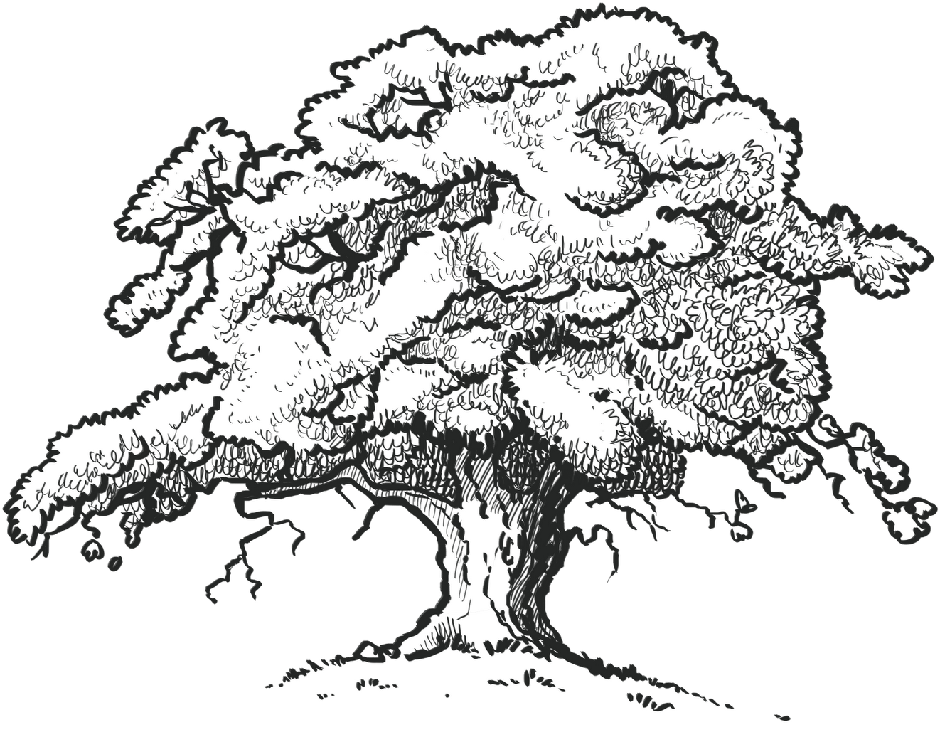 Oak Tree B&w - Oak Tree Drawing Png Clipart (1600x1131), Png Download
