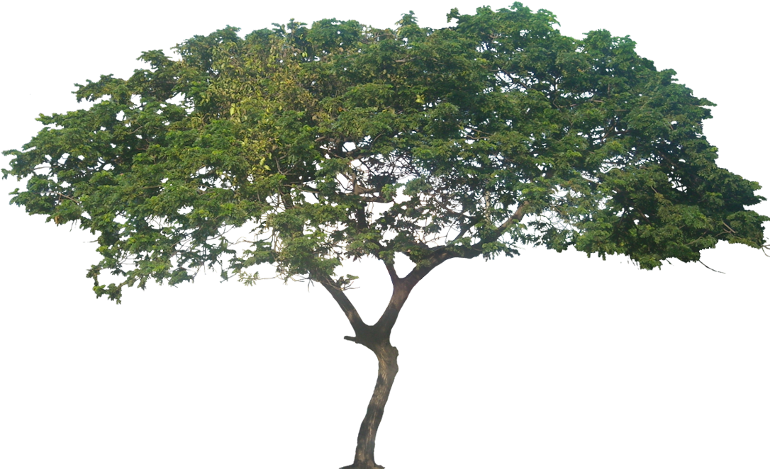Plant Images, Plant Pictures, Tree Photoshop, Tree - Monkey Pod Tree Png Clipart (1100x662), Png Download