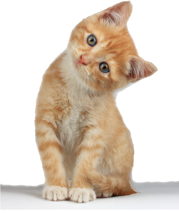 Kitten Free Png Image - Kitten Png Clipart (600x800), Png Download