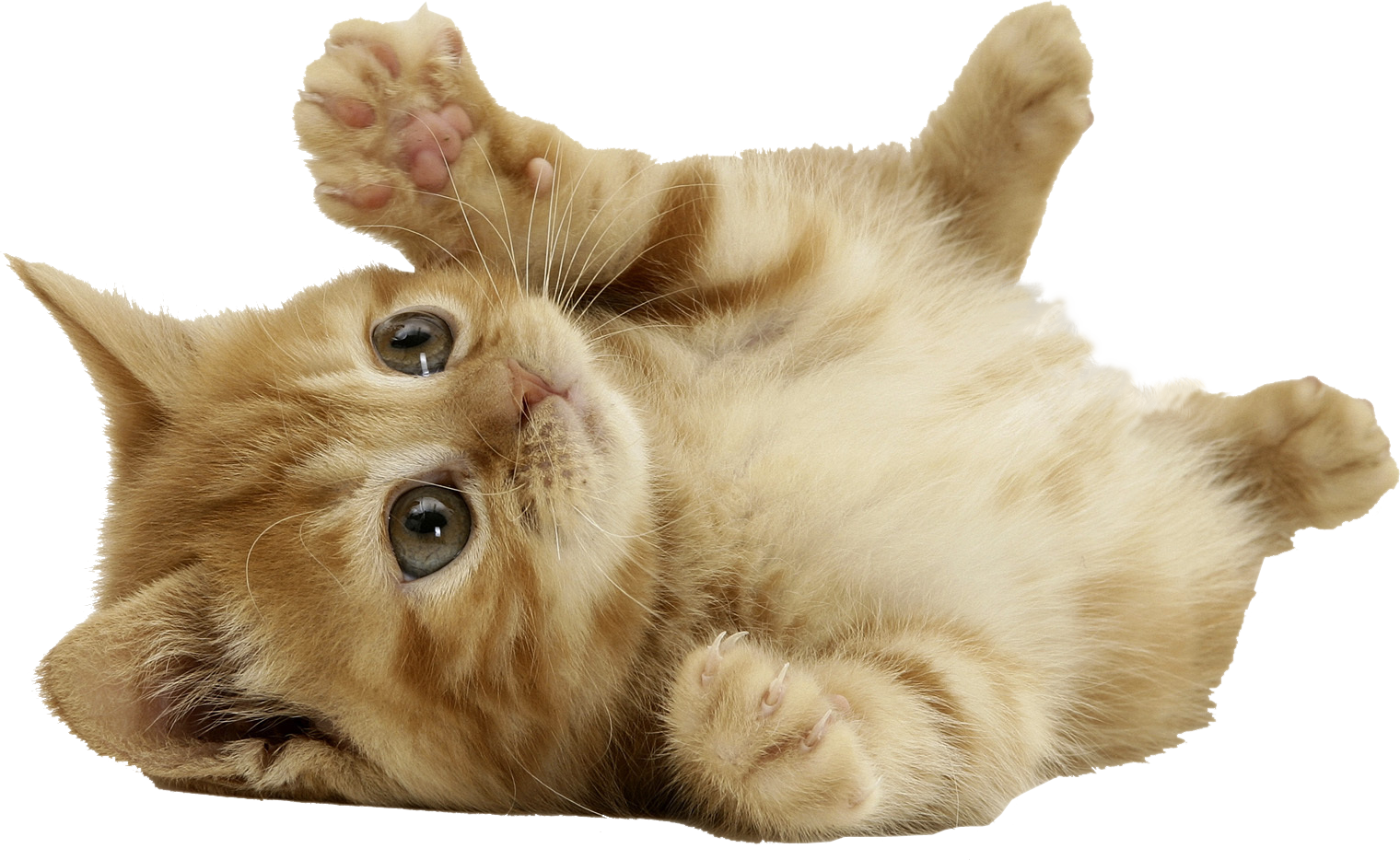 Cat Png - Cute Cat Png Clipart (1520x934), Png Download