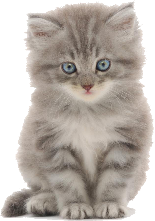 Cute Kitten Png - Female Cat Names Clipart (1000x1000), Png Download