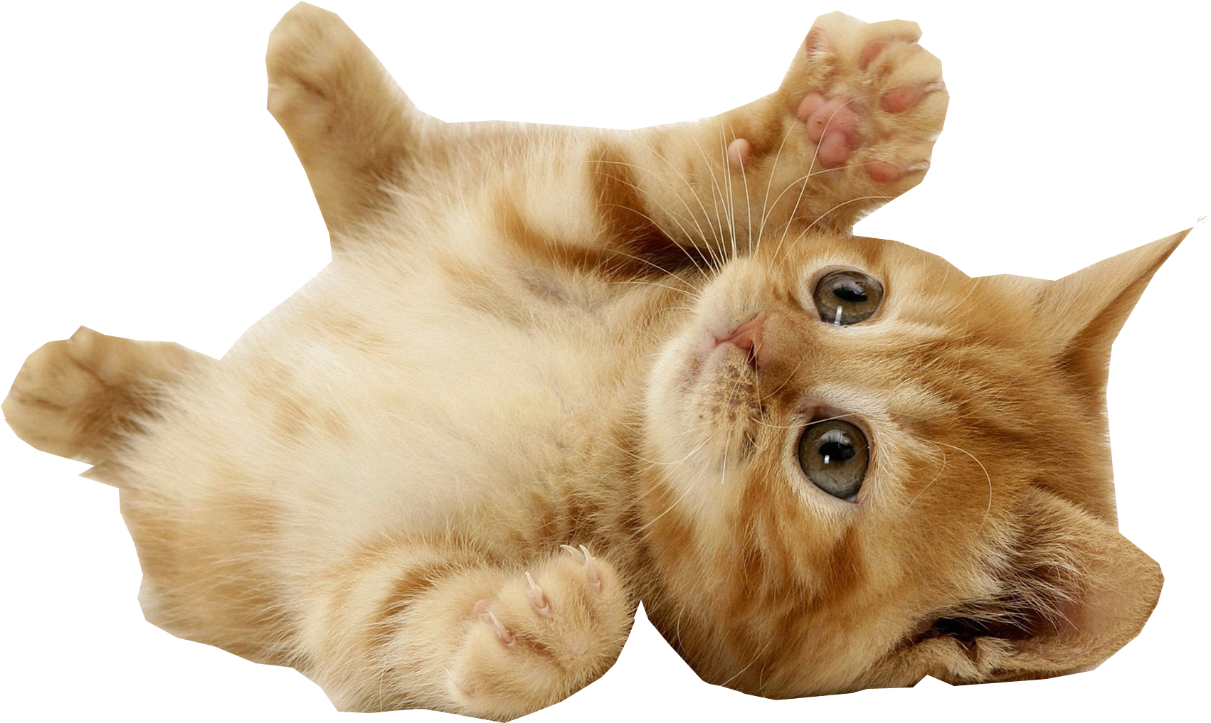 Com Kitten Playing Transparent Background - Kitten With Transparent Background Clipart (1920x1080), Png Download