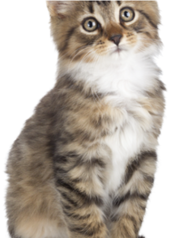 Kitten Png Transparent Images Clipart (640x480), Png Download