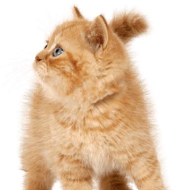 Realistic Gumball And Darwin Clipart (640x480), Png Download