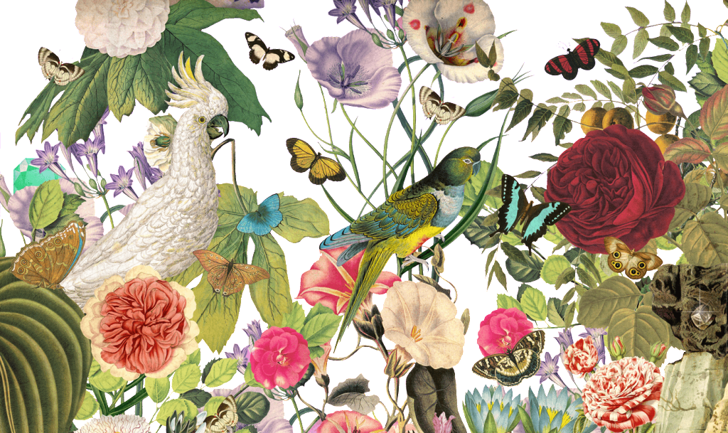 Hundred Birds Toward The Phoenix Png Element - Garden Roses Clipart (1024x609), Png Download