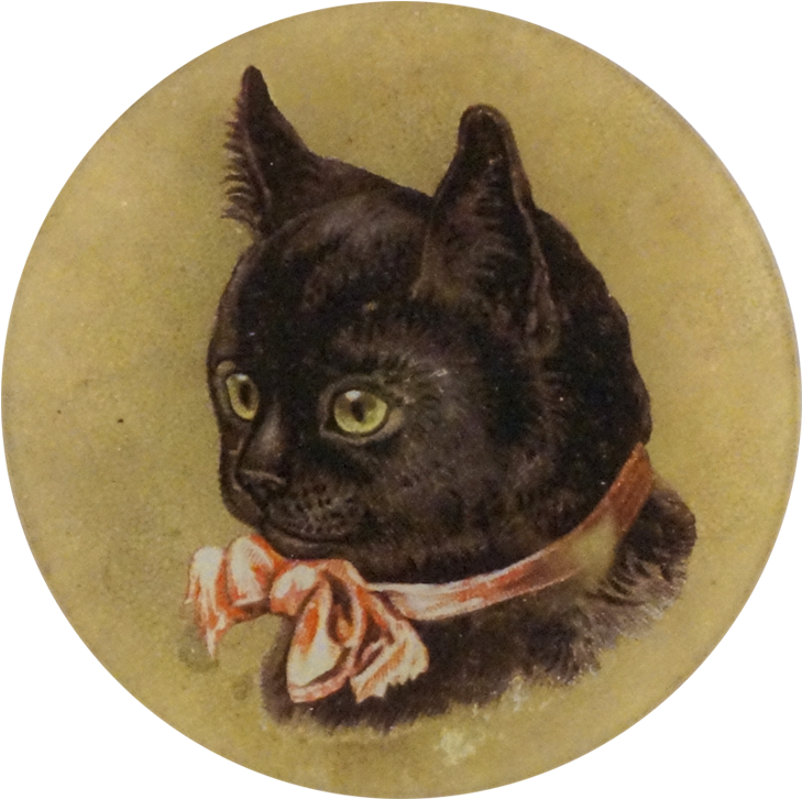 Kitten Png Clipart (800x800), Png Download