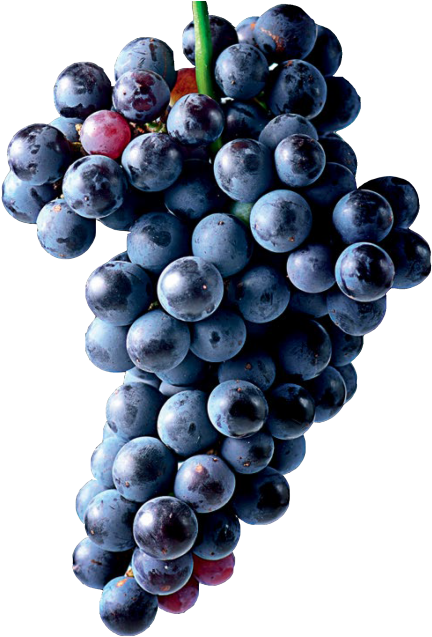 Grapes - Seedless Fruit Clipart (866x650), Png Download