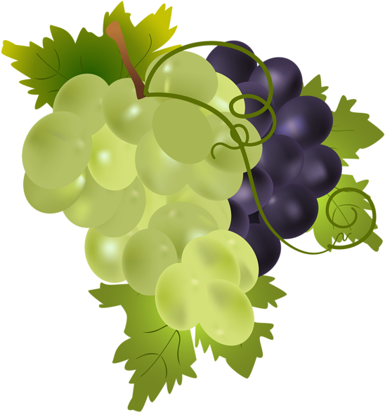 Grapes Png Clip Art Image - Png Grapes Clip Art Transparent Png (559x600), Png Download