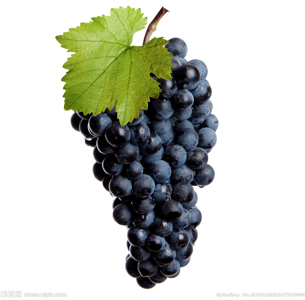 Black Grapes Transparent Image - Виноград Лоза Clipart (1024x1024), Png Download