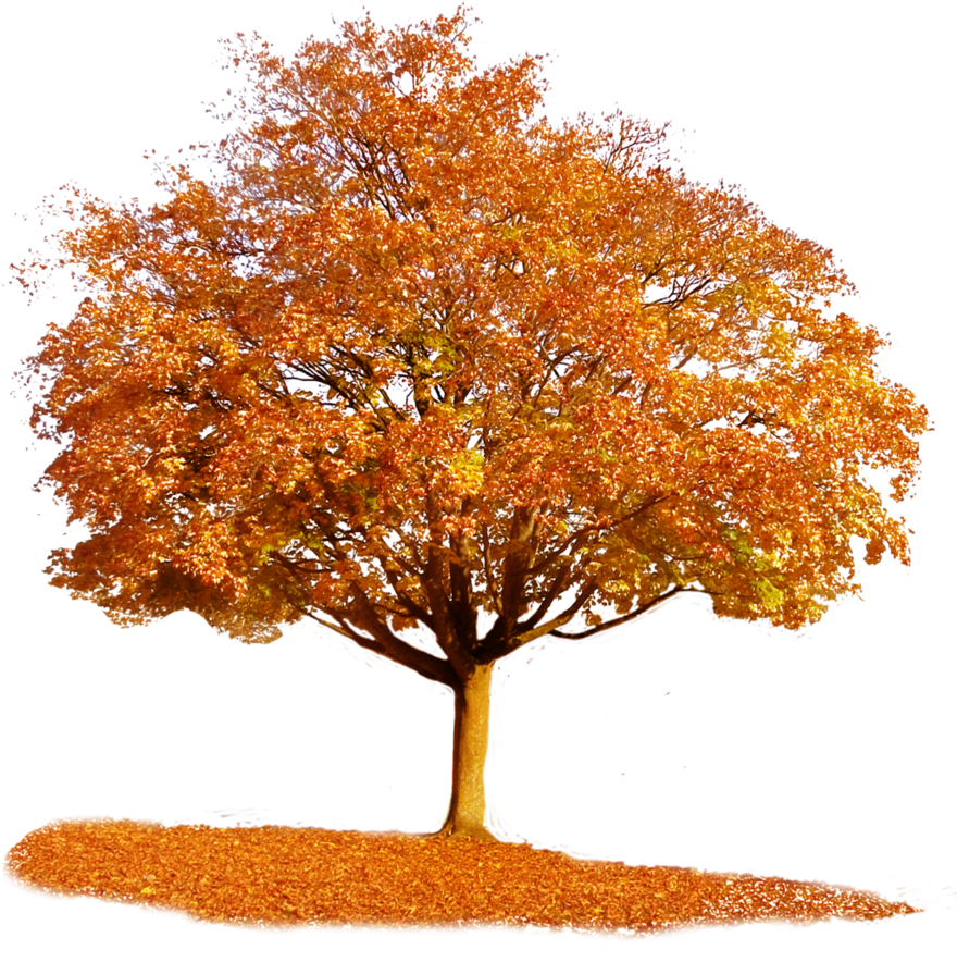 879 X 908 11 - Autumn Tree Transparent Background Clipart (879x908), Png Download