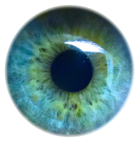 Eye Pupil Png Background Image - Pupil Png Clipart (1280x854), Png Download