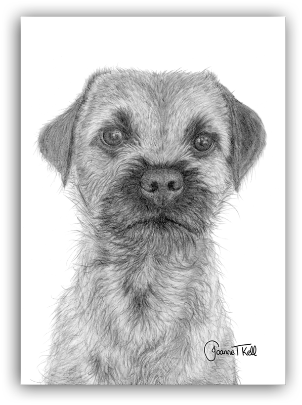 Border Terrier Greeting Card - Sketch Clipart (597x800), Png Download
