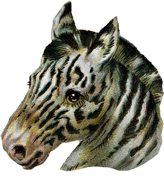 Vintage Zebra Scrap Piece - Warthog Clipart (700x749), Png Download