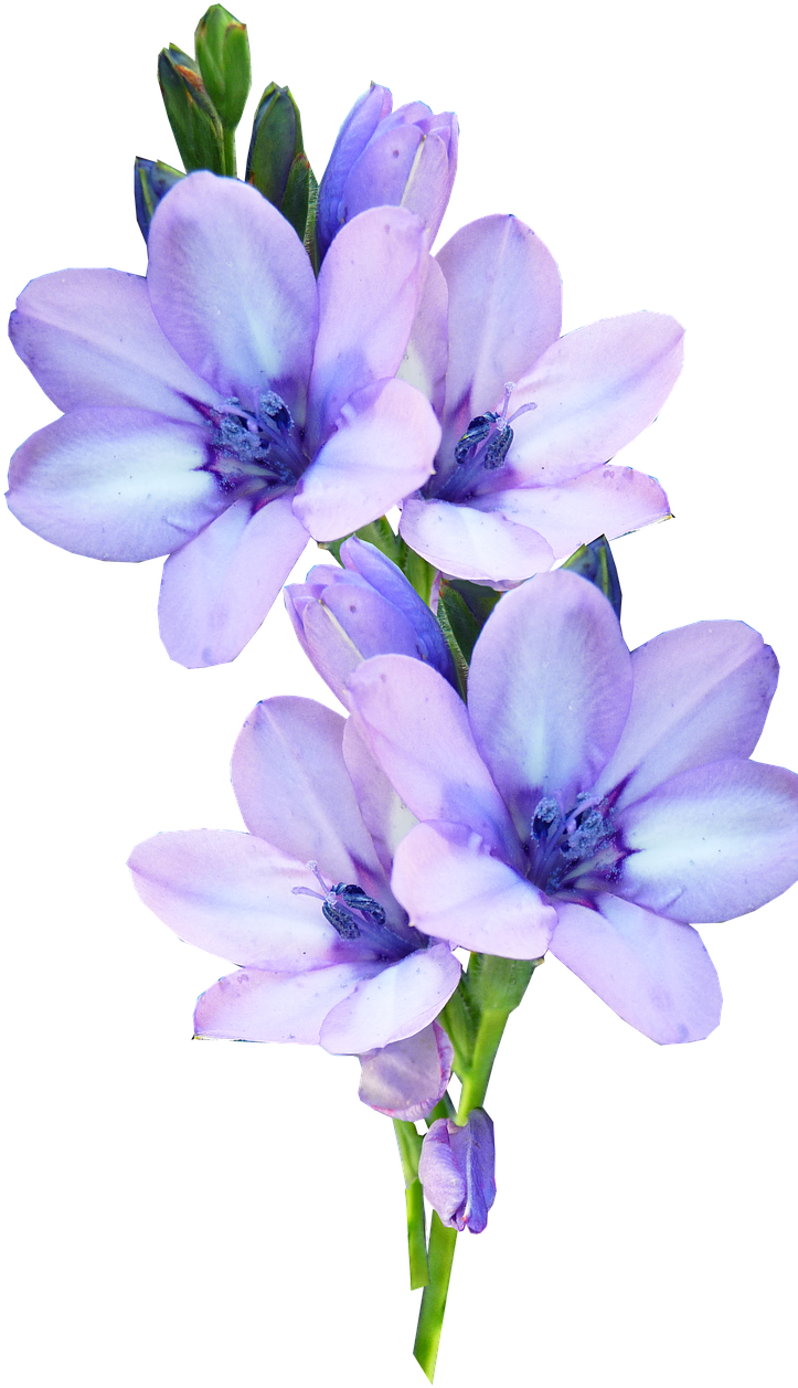 Mauve, Flower, Bulb, Pastel - Fleur Mauve Png Clipart (767x1280), Png Download