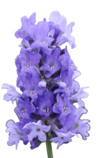 Delphinium Drawing Lilac Transparent Png Clipart Free - Fernleaf Lavender (556x556), Png Download