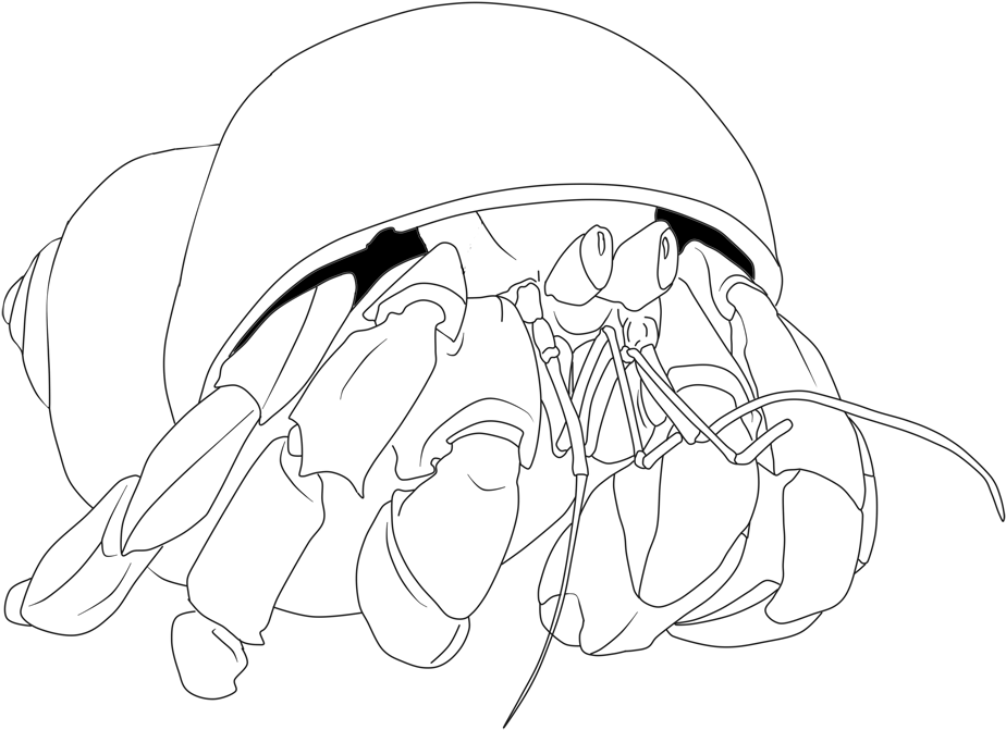 Crab, House For Hermit Crab, Coloring Book, Monochrome - Coloring Book Clipart (1200x800), Png Download