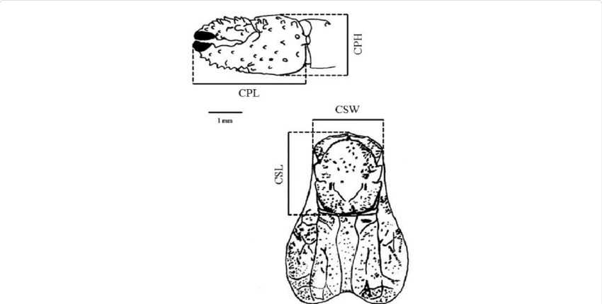 Clibanarius Antillensis Stimpson, - Cartoon Clipart (850x430), Png Download