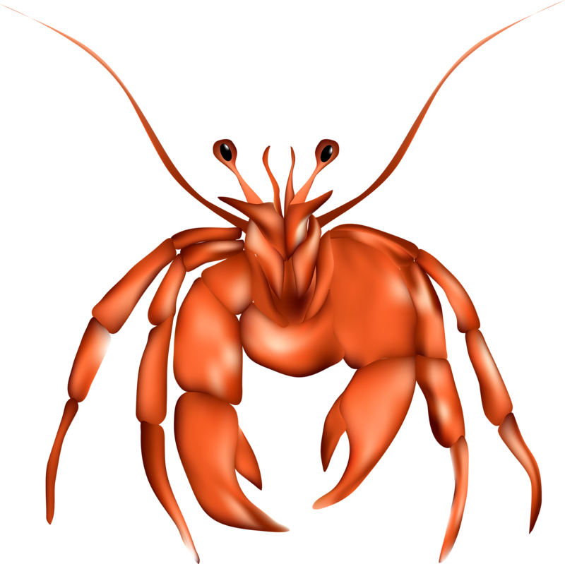 Lobster Clip Art Hermit Transprent Png Free - Illustration Transparent Png (800x799), Png Download