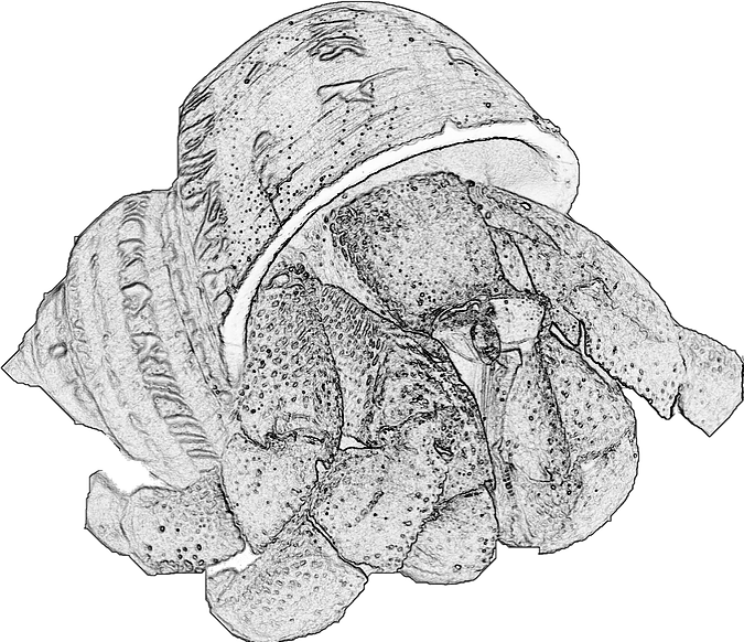 Uk Hermit Crab Shop - Line Art Clipart (675x582), Png Download