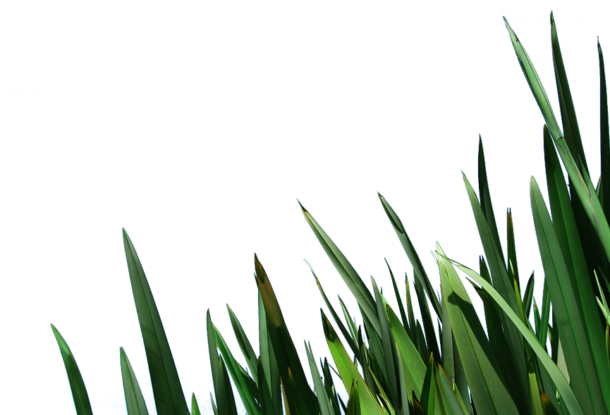 Free Clip Art Blades Of Grass Image Information - Grass - Png Download (865x589), Png Download