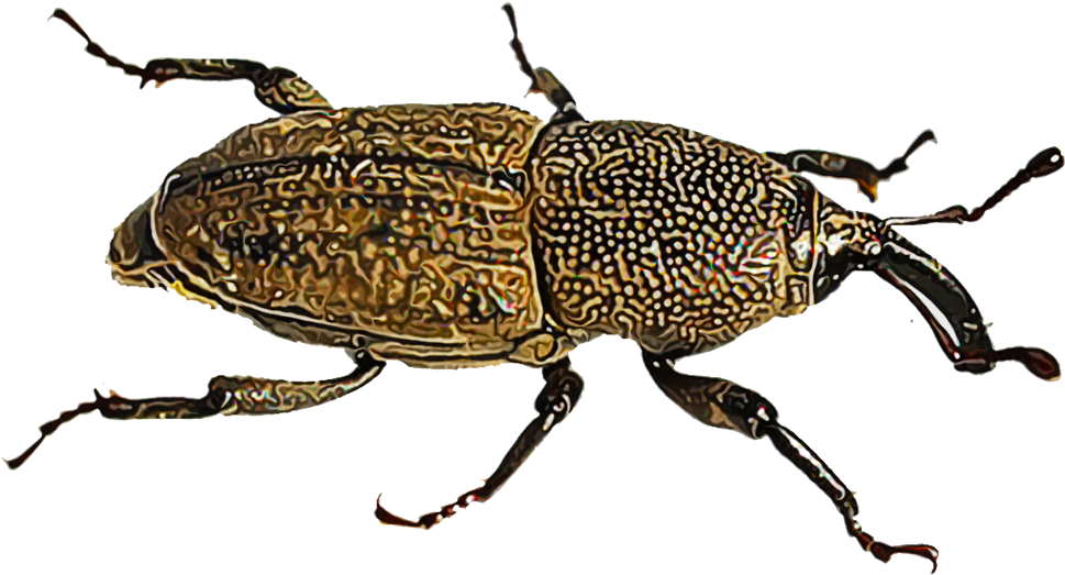 Lawn Pests Because Both The Adult Insect And Its Immature - Weevil Clipart (1000x1000), Png Download